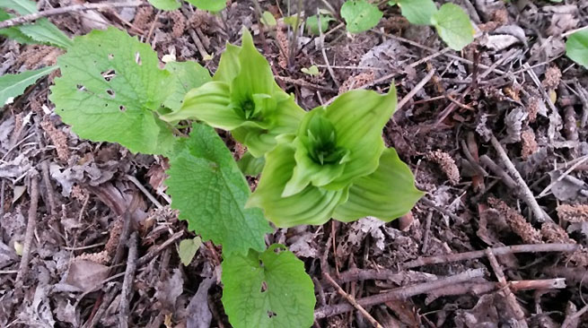 Breitblättrige Ständelwurz (Epipactis helleborina) im Mai / Juni 2019