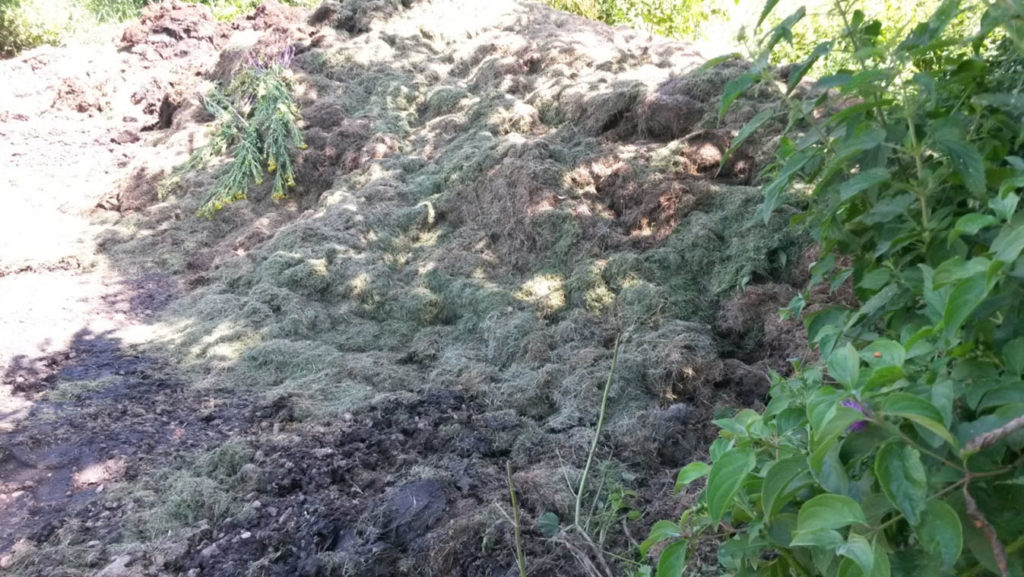 Große Mengen an Grünschnitt von den beiden Sportplätzen werden am Zugang zur Wiese gelagert und faulen dort vor sich hin.