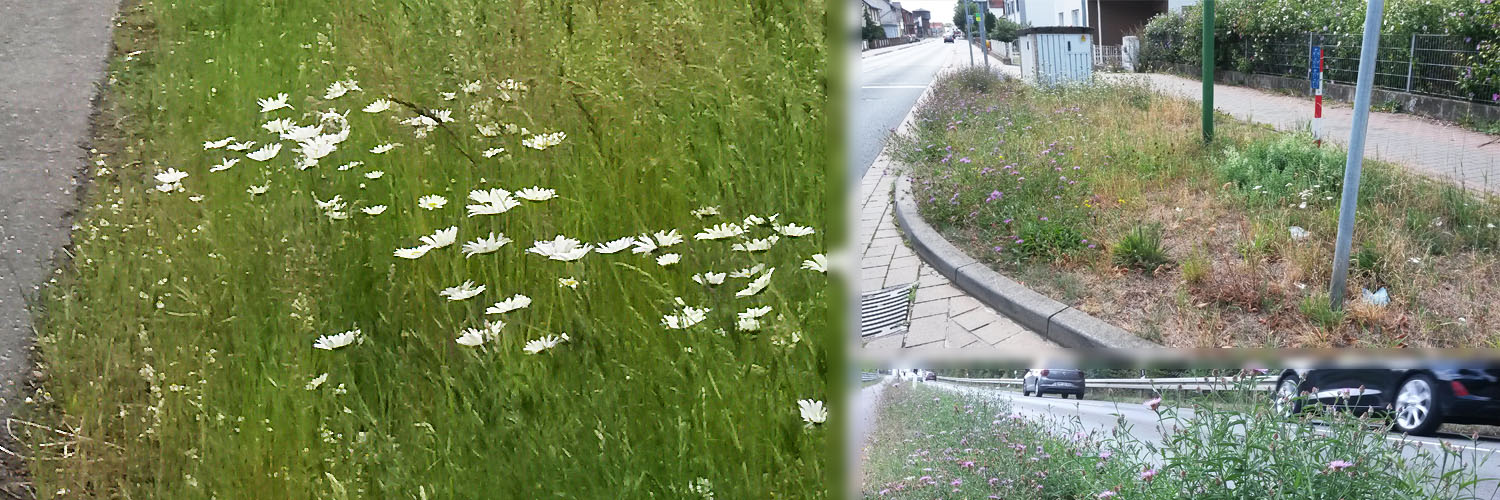 Titelbild: Lichtblicke an Straßen und Wegrändern