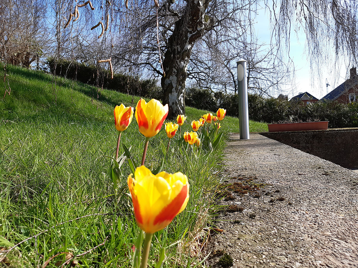 Blumenzwiebeln in Todenmann