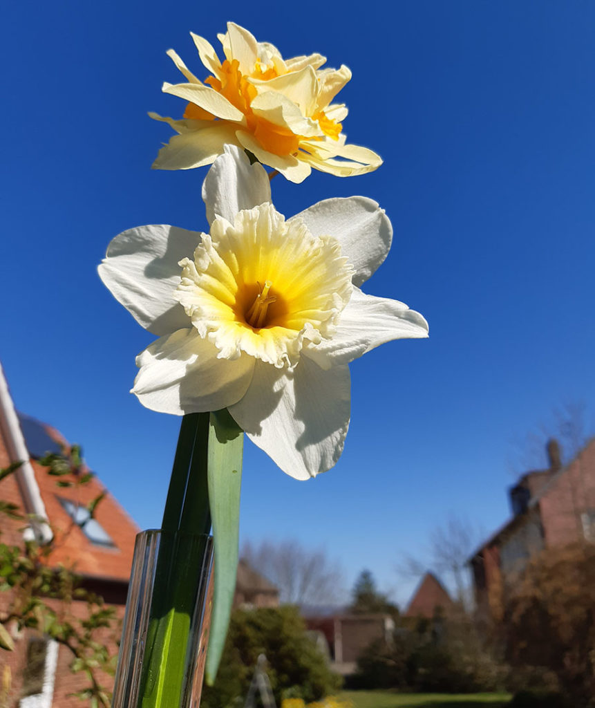 Gefüllte Blüten