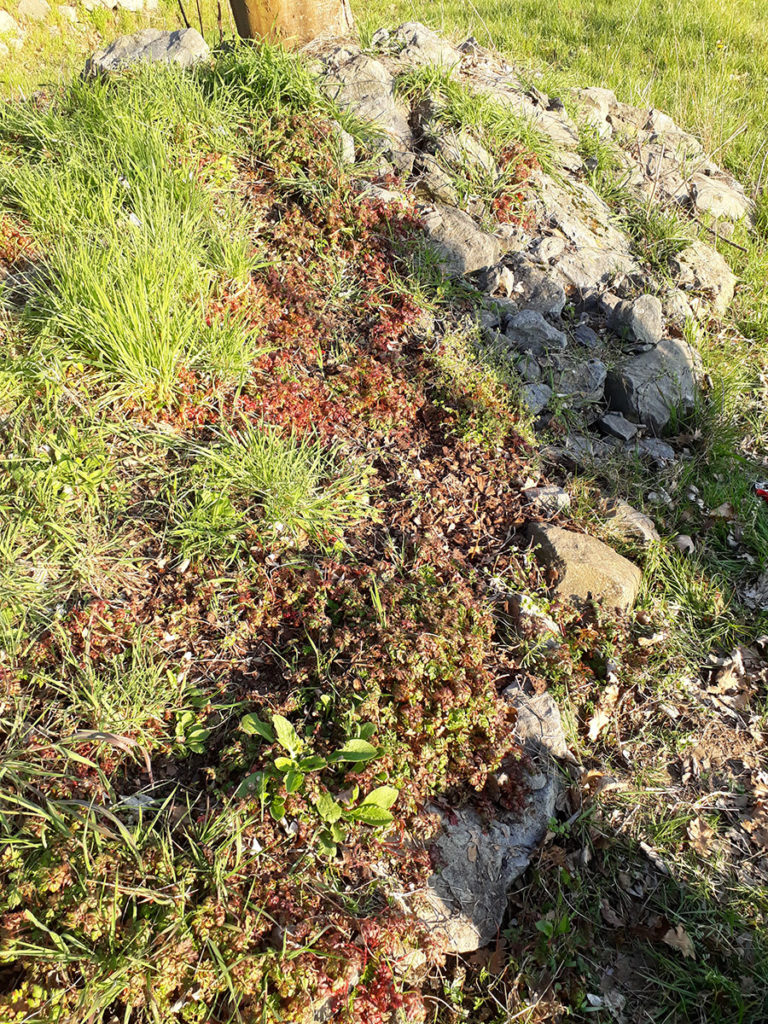 Stinkender Storchschnabel unter dem Ahorn