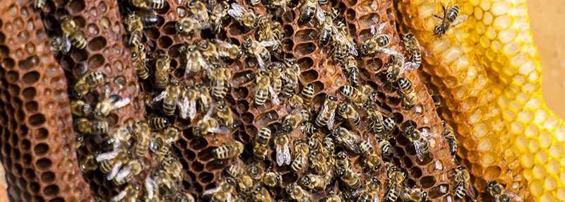 Honigbienen und Waben