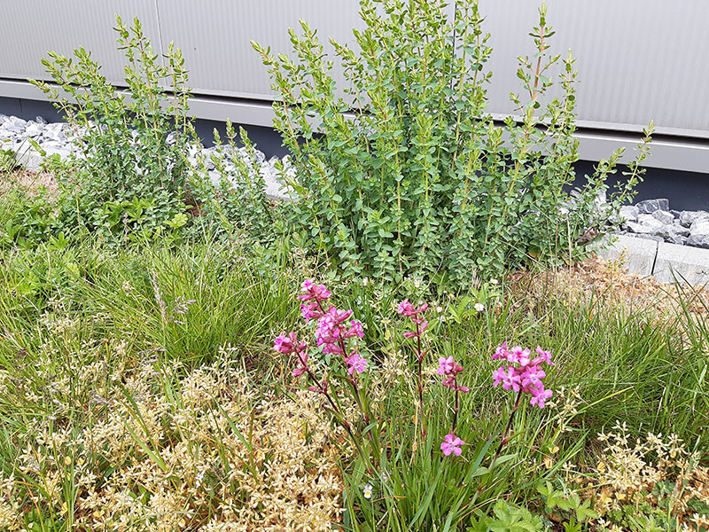 Vor dem Gebäude zeigen sich die ersten bunten Blüten.