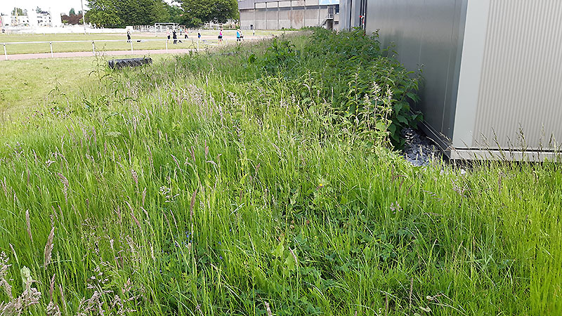 Hinten wächst das Gras, während langsam der Übungsbetrieb wieder in Gang kommt.