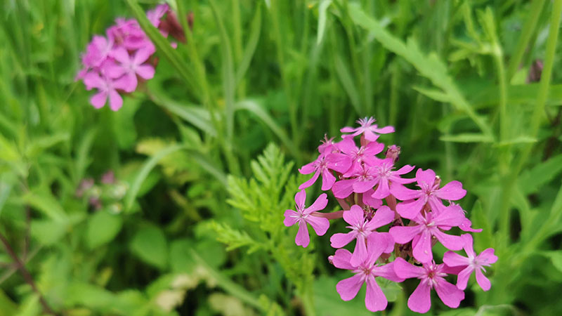 Blumen