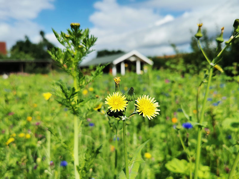 Blumen