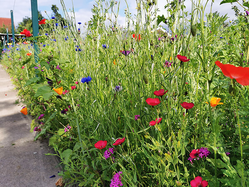 Blumen am Wegesrand im Garten