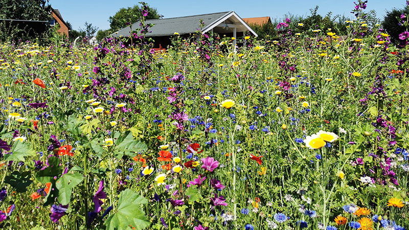 Es summt und brummt im Garten in Möllenbeck.