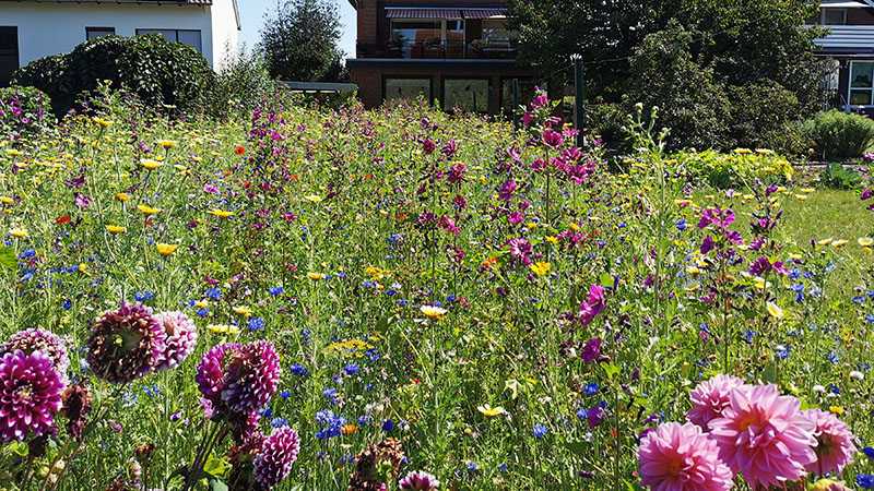 Es summt und brummt bei Familie Reinhard in Möllenbeck.