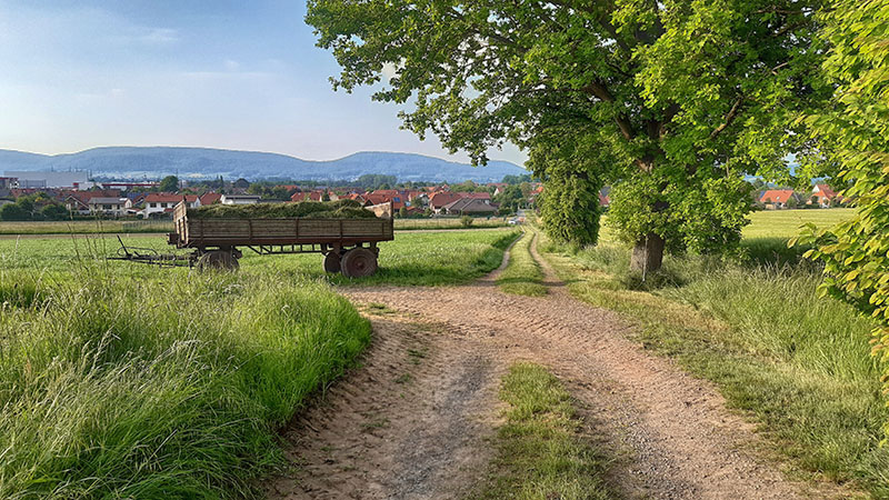 Zur Lammert - Das Ergebnis - Der Grassaum ist abgetragen, die Mahd abgeräumt.