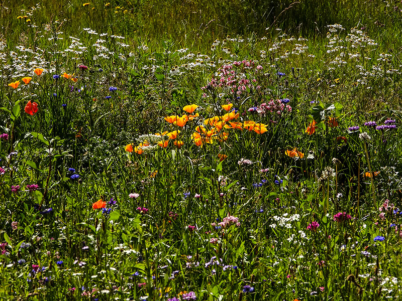 Blühwiese im Insektenschaugarten