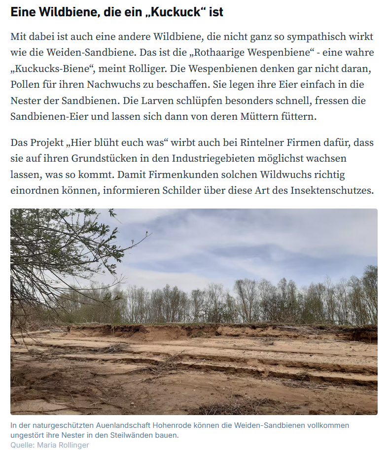 Wildbienen in Rinteln und wie man sie schützen kann - in Hohenrode gibt es dreiste „Kuckucks“-Bienen (Zeitungsartikel vom 17.04.2024, Teil 4)