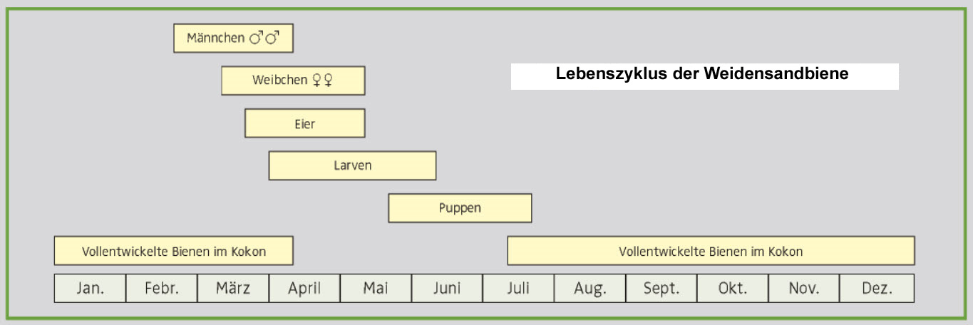 Lebenszyklus Weidensandbiene
